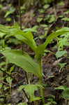 Yellow lady's slipper